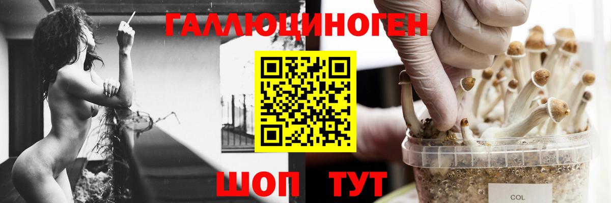 Псилоцибиновые грибы Cubensis  сколько стоит  Псилоцибиновые грибы Psilocybine cubensis  Кувандык 